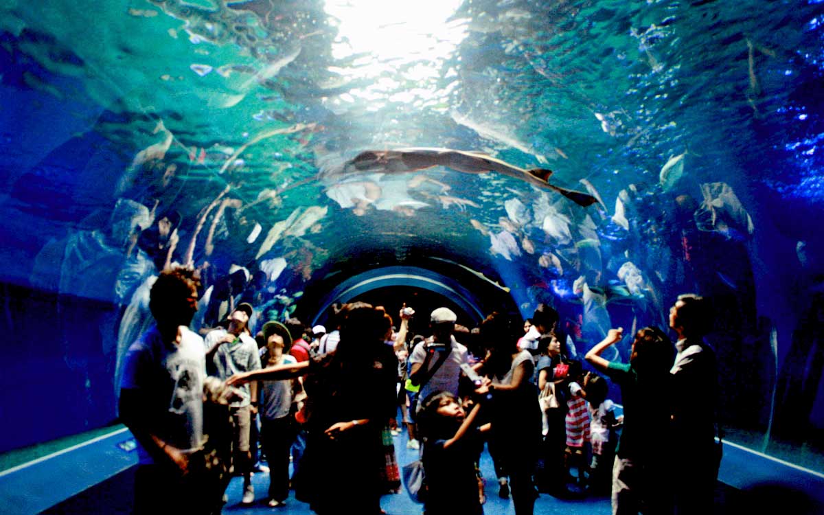 shinagawa-aquarium
